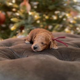 Pumpkin - Red  male Poodle puppy in Charlotte, North Carolina from Bruno & Co. Puppies