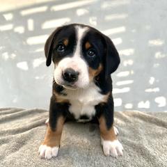 Pink - Black, white and red female Greater Swiss Mountain Dog puppy in Pasadena, California from Park Place Swissys