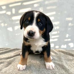Pink - Black, white and red female Greater Swiss Mountain Dog puppy in Pasadena, California from Park Place Swissys