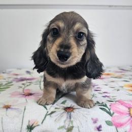 Cream sable male 3 (Blue) - Sable male Dachshund puppy in Belle Rive, Illinois from Akin's Miniature Dachshunds, LLC