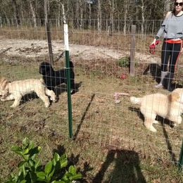 Poodle Puppies from Deborah Busch Poodles