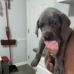 Weimaraner Puppies from Palmetto State Weimaraners