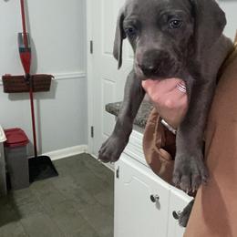 Weimaraner Puppies from Palmetto State Weimaraners