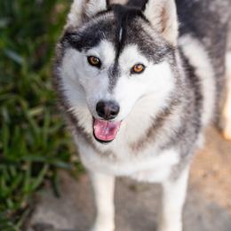 Indy - Pomsky