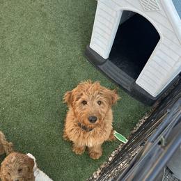 Kyra (must live within 150 miles of St George Utah) - Red  female Goldendoodle puppy in St George, Utah from Doodle Bears of Southern Utah