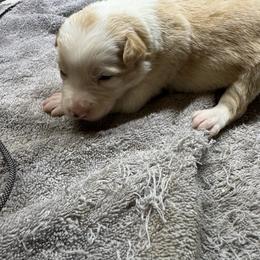 Girl 1 - White and gold female Border Collie puppy in Meridian, Mississippi from Border Hollow Border Collies