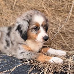 Purple - Blue merle female Miniature Australian Shepherd puppy in 32046, Florida from River Hill Ranch