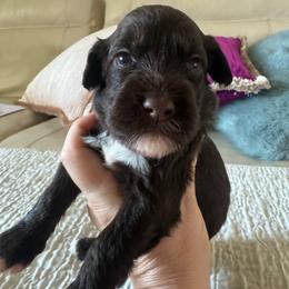 Yellow collar - Brown and white male Portuguese Water Dog puppy in Allen, Texas from Pawsitively Portuguese