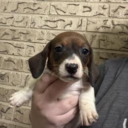 Biscuit - Black and tan male Dachshund puppy in Athens, Texas from County Road Puppies