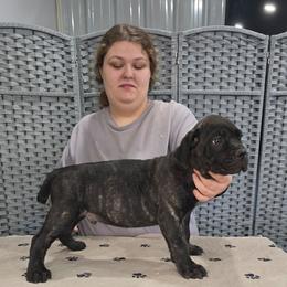 Orange Collar Boy - Black brindle male Cane Corso puppy in Gorman, Texas from McOmber Country Kennels