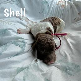 Shell - Chocolate female Goldendoodle puppy in Atlantic Beach, Florida from Glamorous Golden Doodles