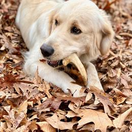 Golden Retriever All Grown Up from Highlander's Goldens of Howell