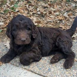 Monica - female Newfypoo puppy in South Haven, Minnesota from Hidden Haven Poodles and Doodles