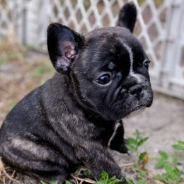 Girl 1 - French Bulldog puppy from Sundry Farm