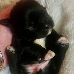 Four white paws - Black and white female Shih Tzu puppy in Citrus Heights, California from The Lion dog Shih Tzu