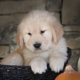 Golden Retriever Puppies from DoubleTake Goldens
