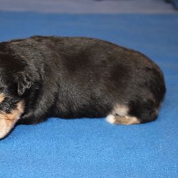 Hunter - Black tri male Miniature American Shepherd puppy in Hillsdale, Michigan from Faithwalk Aussies and Mini American Shepherds