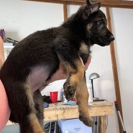Yellow Collar - German Shepherd puppy in Bonne Terre, Missouri from Skaggs Shepherds