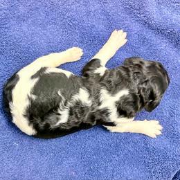 Sterling - Parti male Poodle puppy in Meadowbrook, California from Standard Poodle Pups