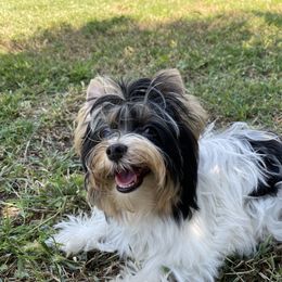 Biewer Terrier and Yorkshire Terrier Puppies from York Town California