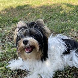 Biewer Terrier and Yorkshire Terrier Puppies from York Town California