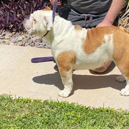 Angel - Bulldog