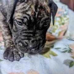 Molosser (Bully x) Puppies from Riot River Mastiffs