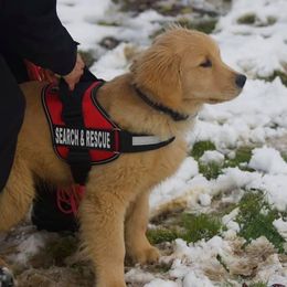 Golden Retriever Puppies from OPK Goldens