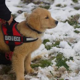 Golden Retriever Puppies from OPK Goldens