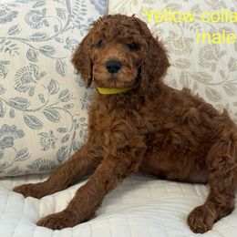 Poodle Puppies from Orange Grounds Poodles