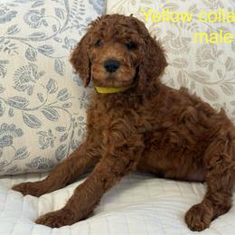 Poodle Puppies from Orange Grounds Poodles