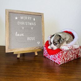 Miniature Australian Shepherd Puppies from 5 Star Mini Aussies