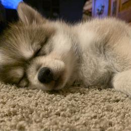 Pomsky Puppies from My Half Pint Pups