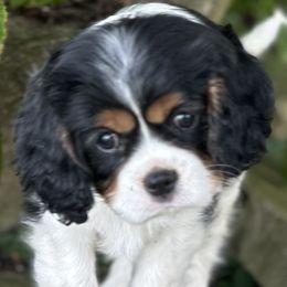 Hali (girls) - Tri-color female Cavalier King Charles Spaniel puppy in Noblesville, Indiana from Kara's Cavalier King Charles Spaniels