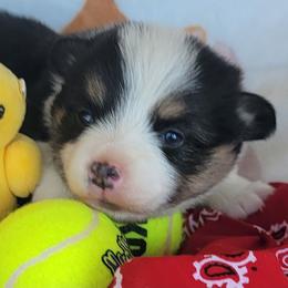 Red bandana boy - Black and tan male Pembroke Welsh Corgi puppy in Cherokee, Oklahoma from MCS Farms-OK