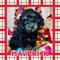 Boy 1 - Tri-color Australian Labradoodle puppy in Oklahoma from The Kindred Doodle Co.