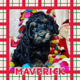 Boy 1 - Tri-color Australian Labradoodle puppy in Oklahoma from The Kindred Doodle Co.