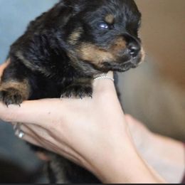 Rottweiler Puppies from Central Valley Rottweilers