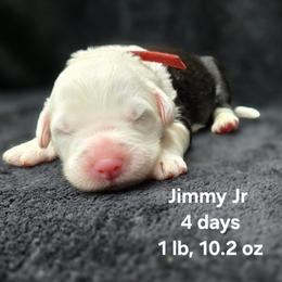 Boy 3 - male Old English Sheepdog puppy in Sutherlin, Oregon from Sapphire Eyes Sheepdogs