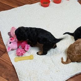 Cavalier King Charles Spaniel Puppies from Pleasant Meadows