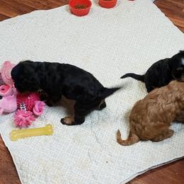 Cavalier King Charles Spaniel Puppies from Pleasant Meadows