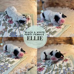 Ellie - Black and white female Cockapoo puppy in Lafayette, Louisiana from Kinkade Kennels