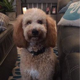 Daisy  - Goldendoodle