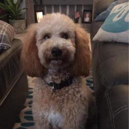 Daisy  - Goldendoodle