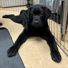 Working Dog Cross Puppies from Happy Hartz