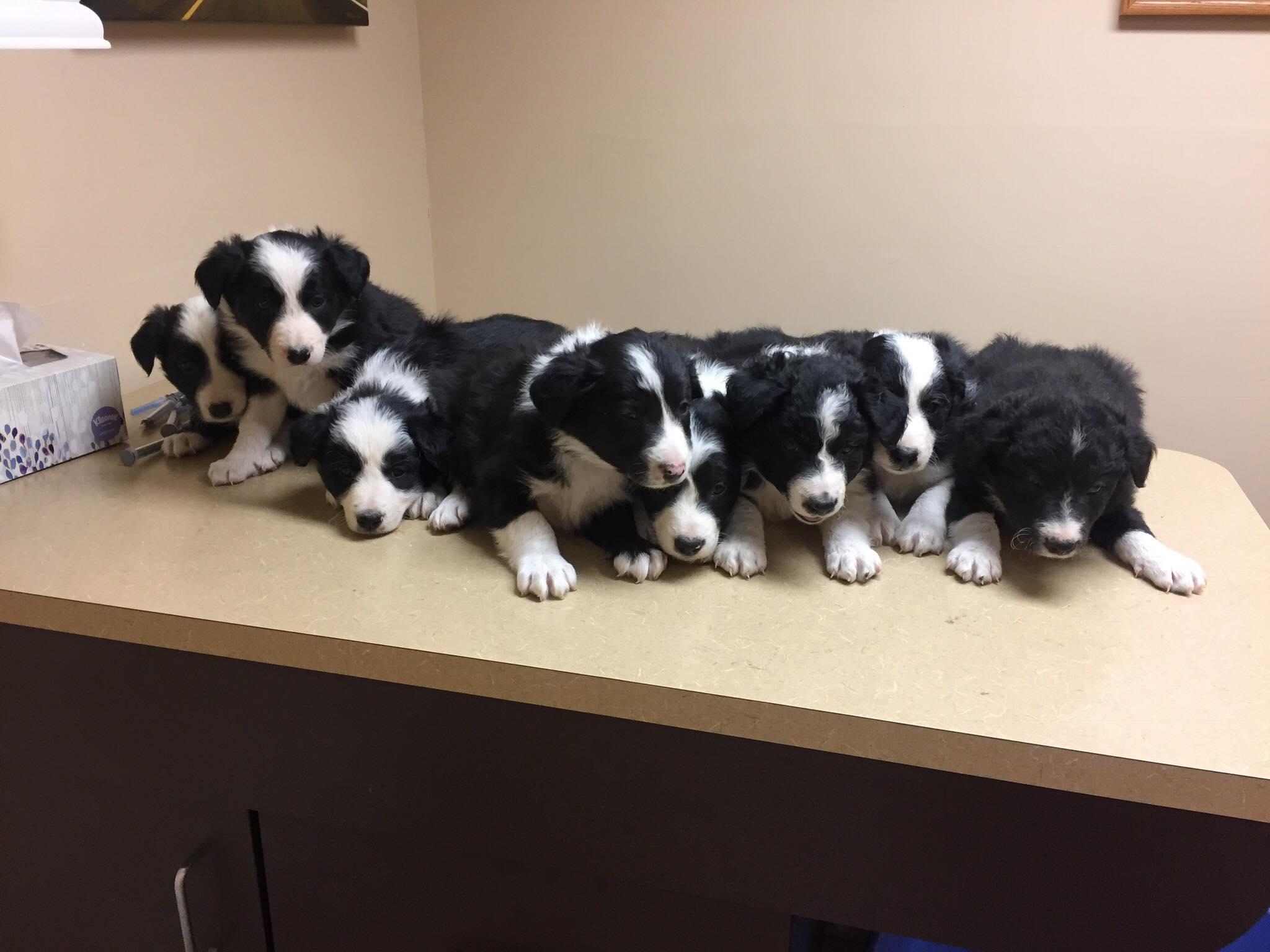 Shirley Munoz's Border Collies in Colorado Border Collie puppies