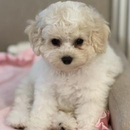 Bichon Frise puppies from Doriann Bichons