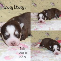 Lovey Dovey - Chocolate male Pomsky puppy in Denham Springs, Louisiana from Bayouland Pomskies