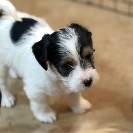 Girl 1 - Tri-color female Russell Terrier puppy in Oklahoma from Elite Russell Terriers