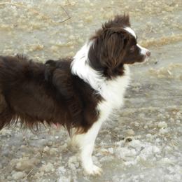 Brown Sugar - Miniature Australian Shepherd